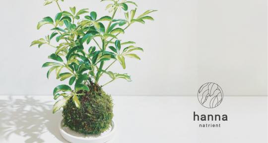 観葉植物の 苔玉を 作ろう